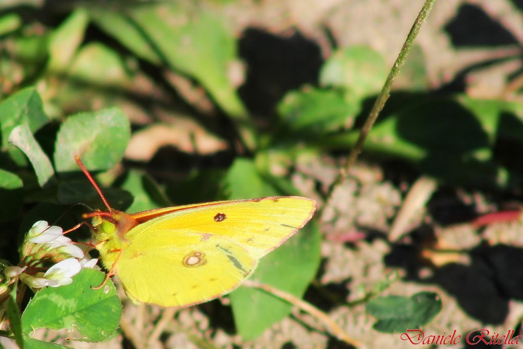 Colias croceus maschio o femmina!?